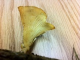 Lentinus sajor-caju image