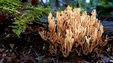 Phaeoclavulina myceliosa image