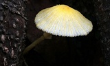 Leucocoprinus fragilissimus image