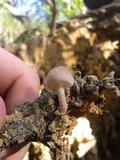 Psathyrella tuberculata image