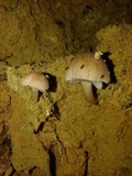 Psathyrella tuberculata image
