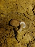 Psathyrella tuberculata image