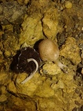 Psathyrella tuberculata image