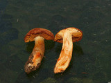 Cortinarius rubicundulus image