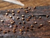 Craterium minutum image