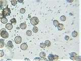 Craterium minutum image