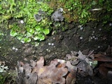 Trichophaea woolhopeia image
