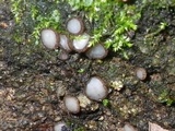 Trichophaea woolhopeia image
