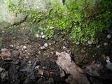 Trichophaea woolhopeia image