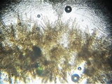 Trichophaea woolhopeia image