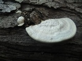 Trametes cubensis image