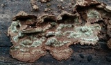 Fuscocerrena portoricensis image