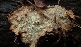 Fuscocerrena portoricensis image