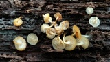 Mycena aprilis image