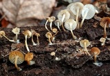 Mycena aprilis image