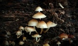 Mycena aprilis image