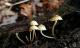 Mycena aprilis image
