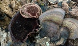 Nigroporus vinosus image