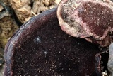 Nigroporus vinosus image