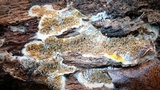 Serpula himantioides image