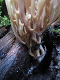 Ramaria stricta image