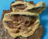 Steccherinum subrawakense image