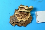 Steccherinum subrawakense image