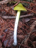 Hygrocybe olivaceonigra image