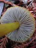 Hygrocybe olivaceonigra image