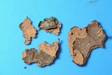 Amylostereum chailletii image