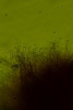 Amylostereum chailletii image