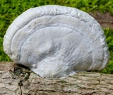 Lenzites elegans image
