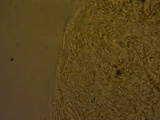 Galerina semilanceata image