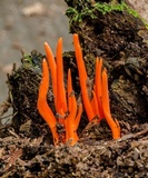 Clavulinopsis sulcata image