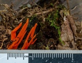 Clavulinopsis sulcata image