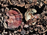 Ganoderma curtisii image