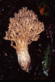 Ramaria botrytis image