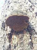 Phellinus gilbertsonii image