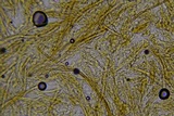 Amylostereum chailletii image