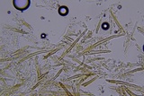 Amylostereum chailletii image