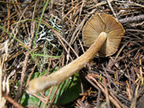 Inocybe sororia image