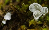 Rimbachia bryophila image