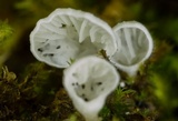 Rimbachia bryophila image