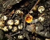 Sphaerobolus stellatus image