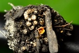 Sphaerobolus stellatus image