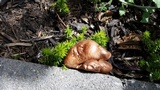 Gymnopus luxurians image