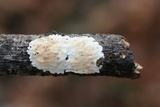 Steccherinum ochraceum image