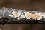 Steccherinum ochraceum image