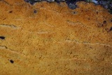 Ceriporia spissa image