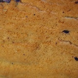 Ceriporia spissa image
